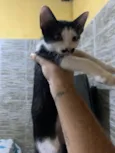 bigode