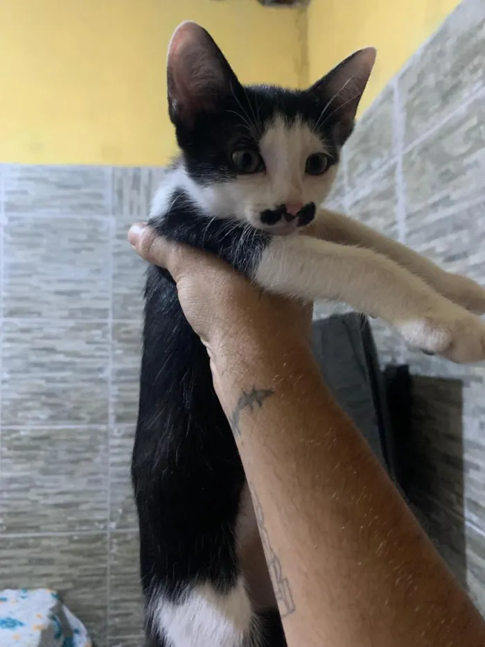 Gato raça SRD-ViraLata idade 2 a 6 meses nome bigode