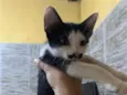 bigode