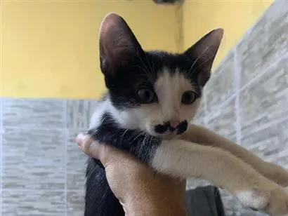 Gato raça SRD-ViraLata idade 2 a 6 meses nome bigode