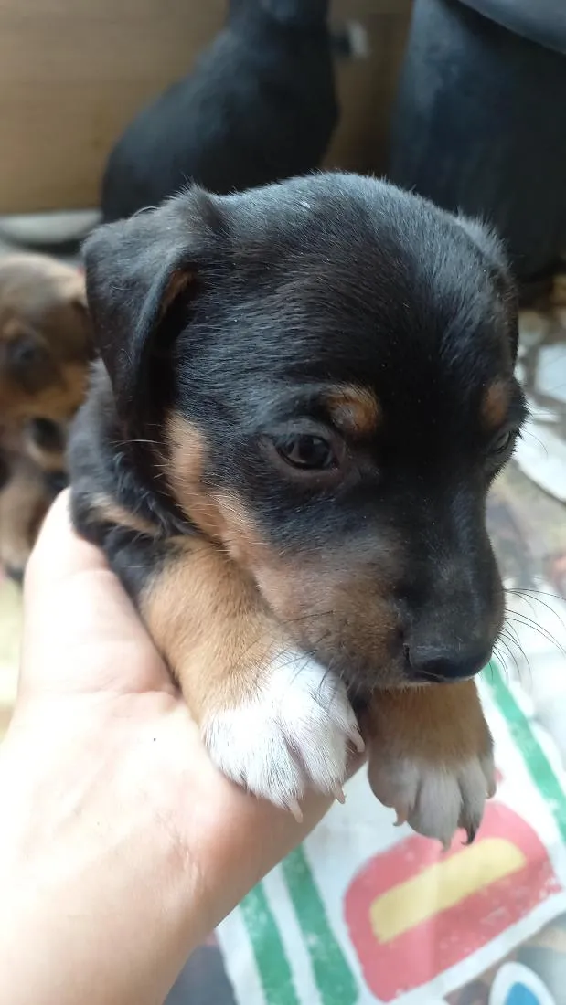 Cachorro raça SRD-ViraLata idade Abaixo de 2 meses nome Crystal