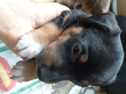 Cachorro raça SRD-ViraLata idade Abaixo de 2 meses nome Crystal