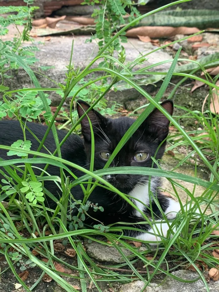 Gato raça SRD-ViraLata idade 2 a 6 meses nome patas brancas