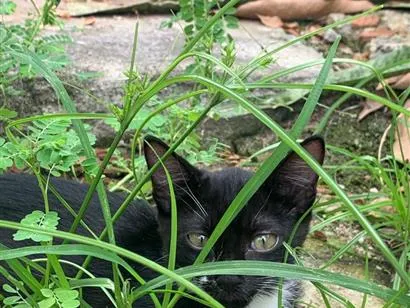 Gato raça SRD-ViraLata idade 2 a 6 meses nome patas brancas