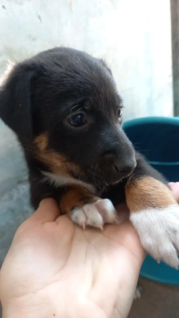 Cachorro raça SRD-ViraLata idade Abaixo de 2 meses nome Aurora