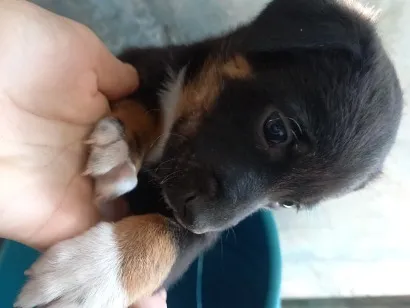 Cachorro raça SRD-ViraLata idade Abaixo de 2 meses nome Aurora