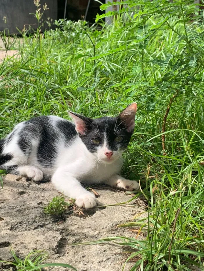 Gato raça SRD-ViraLata idade 2 a 6 meses nome jujuba