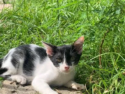 Gato raça SRD-ViraLata idade 2 a 6 meses nome jujuba