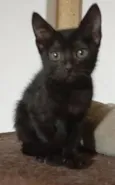 Gatinhos da Tia Fê