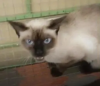Gato raça SRD-ViraLata idade Abaixo de 2 meses nome Gatinhos da Tia Fê
