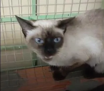 Gato raça SRD-ViraLata idade Abaixo de 2 meses nome Gatinhos da Tia Fê