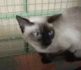 Gatinhos da Tia Fê