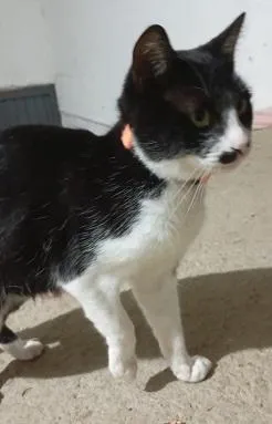 Gato raça SRD-ViraLata idade Abaixo de 2 meses nome Gatinhos da Tia Fê