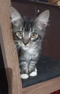 Gato raça SRD-ViraLata idade Abaixo de 2 meses nome Gatinhos da Tia Fê