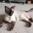 Gatinhos da Tia Fê