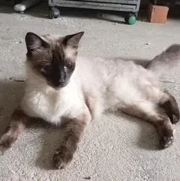 Gato raça SRD-ViraLata idade Abaixo de 2 meses nome Gatinhos da Tia Fê