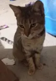 Gatinhos da Tia Fê