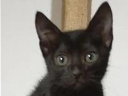 Gato raça SRD-ViraLata idade Abaixo de 2 meses nome Gatinhos da Tia Fê