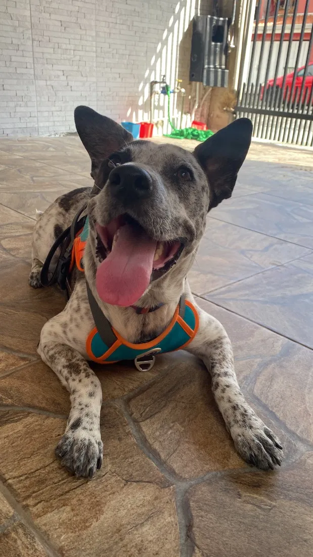 Cachorro raça SRD-ViraLata idade 7 a 11 meses nome Oreo
