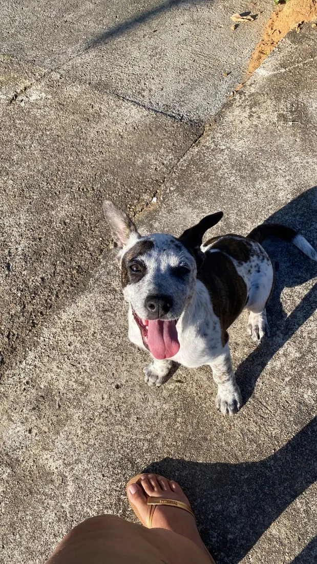 Cachorro raça SRD-ViraLata idade 7 a 11 meses nome Oreo