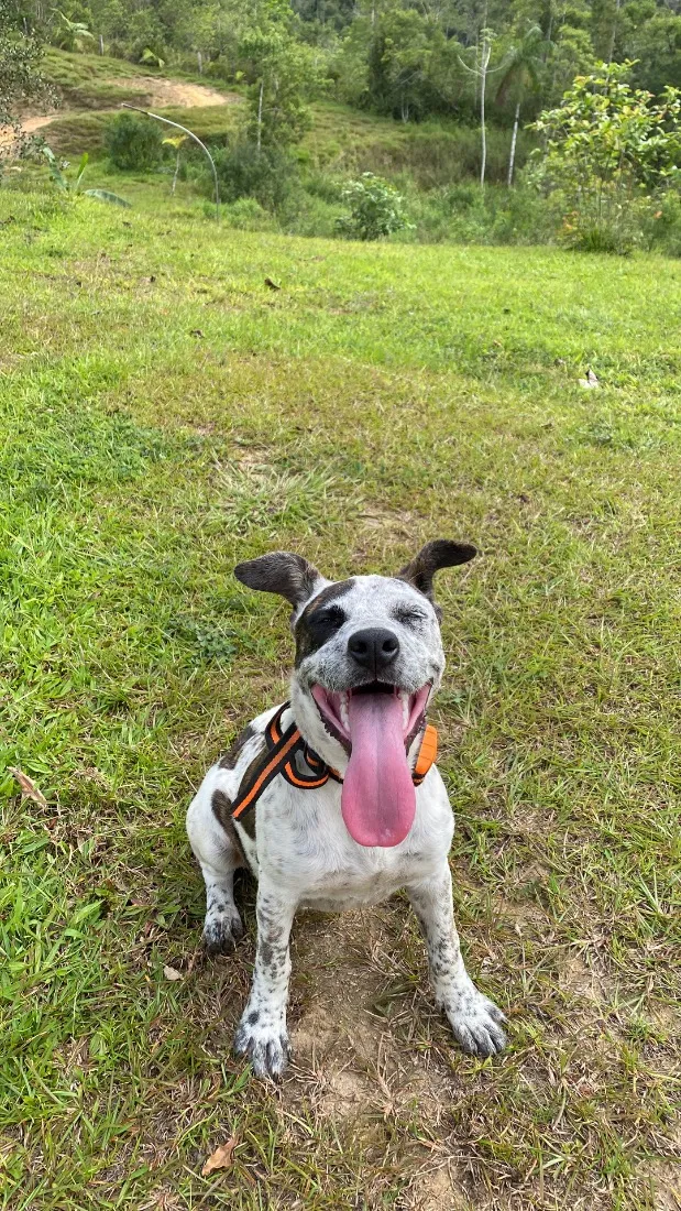Cachorro raça SRD-ViraLata idade 7 a 11 meses nome Oreo