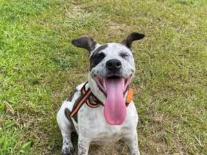Cachorro raça SRD-ViraLata idade 7 a 11 meses nome Oreo