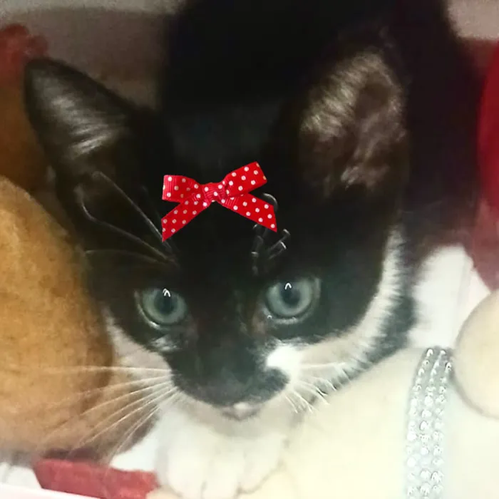 Gato raça SRD-ViraLata idade 2 a 6 meses nome Cindy 
