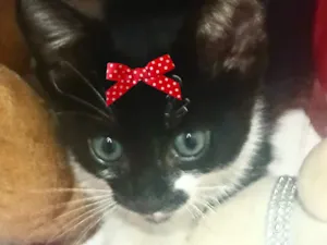 Gato raça SRD-ViraLata idade 2 a 6 meses nome Cindy 