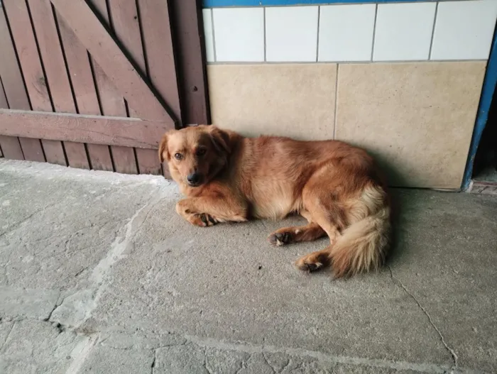 Cachorro raça SRD-ViraLata idade 4 anos nome Caramelo