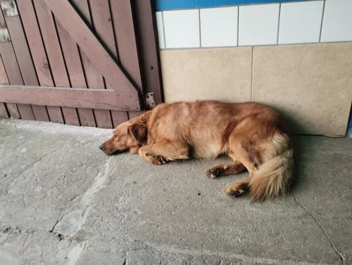 Cachorro raça SRD-ViraLata idade 4 anos nome Caramelo