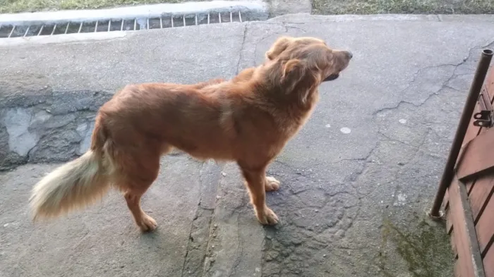 Cachorro raça SRD-ViraLata idade 4 anos nome Caramelo