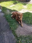Caramelo