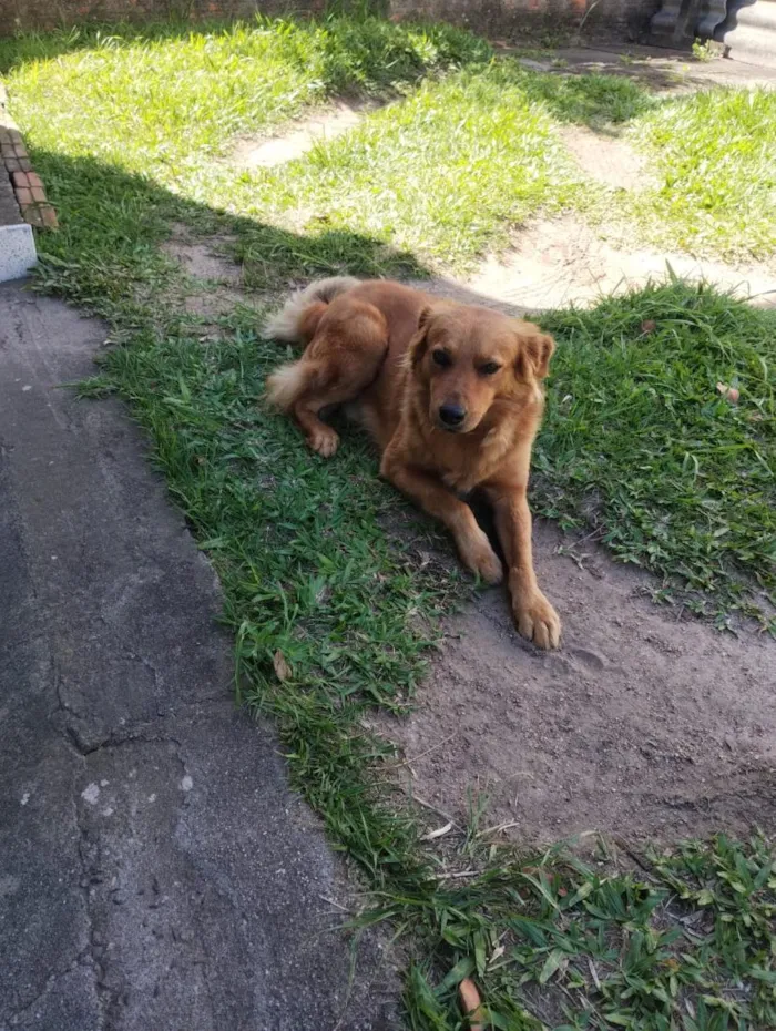Cachorro raça SRD-ViraLata idade 4 anos nome Caramelo