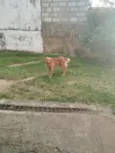 Caramelo