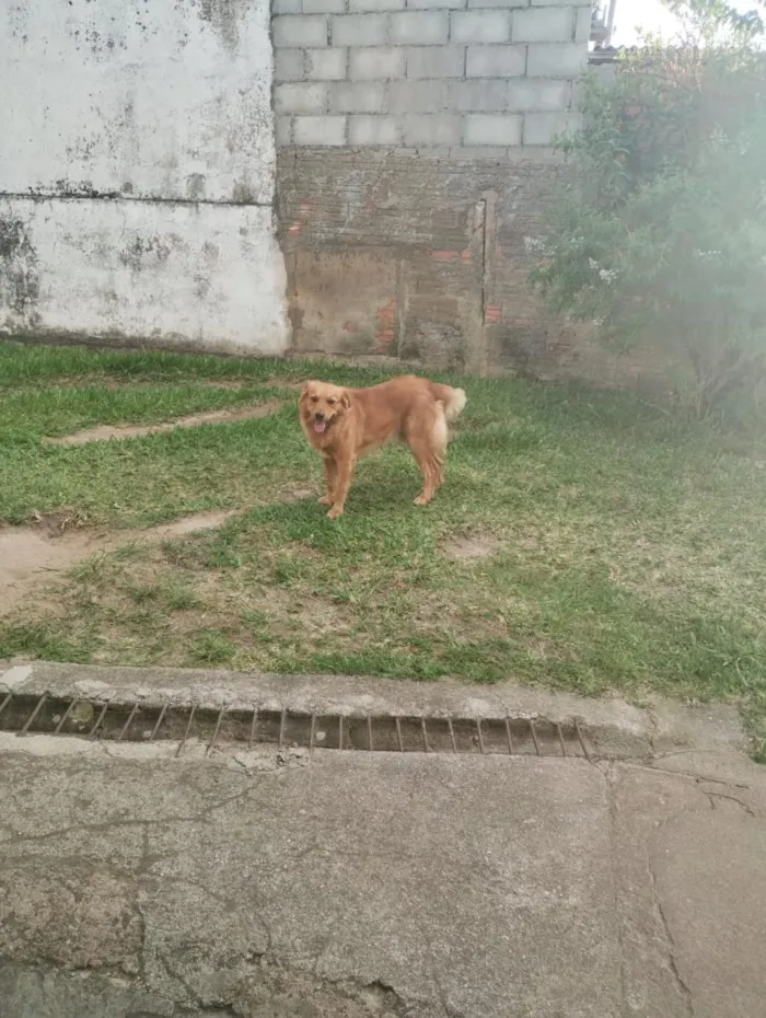 Cachorro raça SRD-ViraLata idade 4 anos nome Caramelo