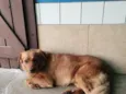 Caramelo