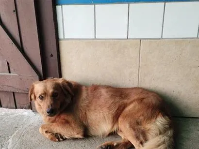 Cachorro raça SRD-ViraLata idade 4 anos nome Caramelo