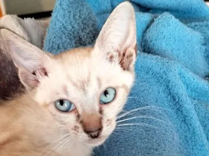 Gato raça SRD-ViraLata idade 2 a 6 meses nome Olívia palito 