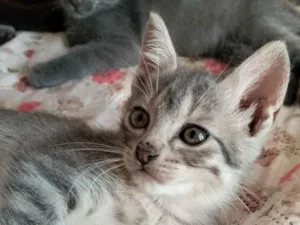 Gato raça SRD-ViraLata idade 2 a 6 meses nome Pinguelé