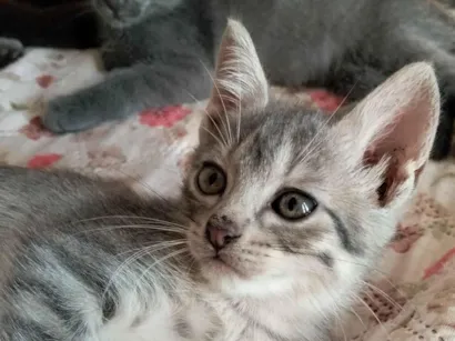 Gato raça SRD-ViraLata idade 2 a 6 meses nome Pinguelé