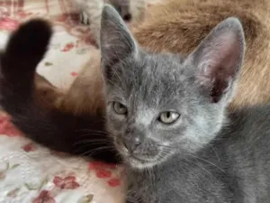 Gato raça SRD-ViraLata idade 2 a 6 meses nome Picolino 