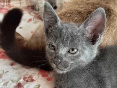 Gato raça SRD-ViraLata idade 2 a 6 meses nome Picolino 