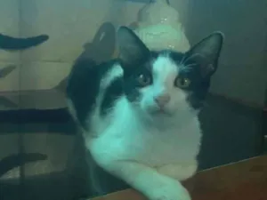 Gato raça SRD-ViraLata idade 2 a 6 meses nome Frajola