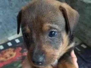 Cachorro raça SRD-ViraLata idade Abaixo de 2 meses nome Hamburguinho. 
