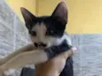 bigode