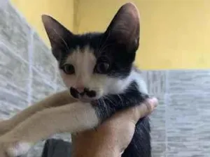 Gato raça SRD-ViraLata idade 2 a 6 meses nome bigode