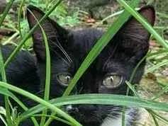 Gato raça SRD-ViraLata idade 2 a 6 meses nome patas brancas