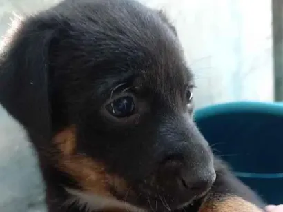 Cachorro raça SRD-ViraLata idade Abaixo de 2 meses nome Aurora