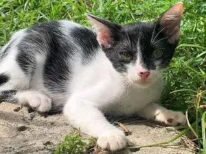 Gato raça SRD-ViraLata idade 2 a 6 meses nome jujuba