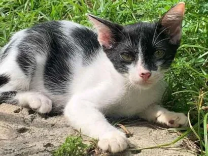 Gato raça SRD-ViraLata idade 2 a 6 meses nome jujuba